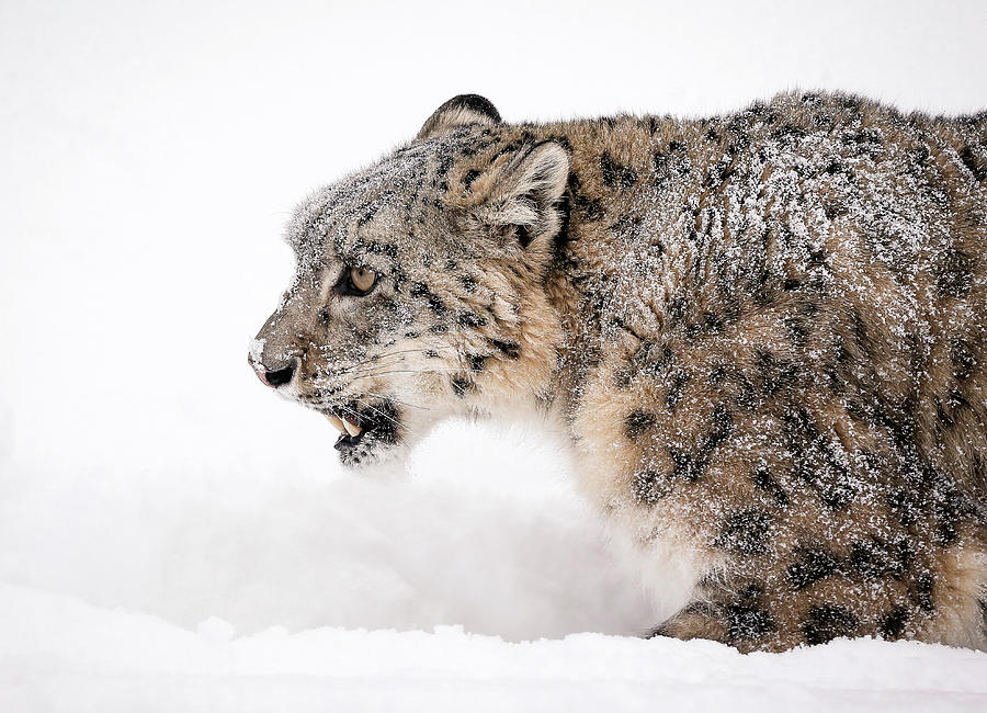 Stalking Snow Leopard Photograph by Athena Mckinzie