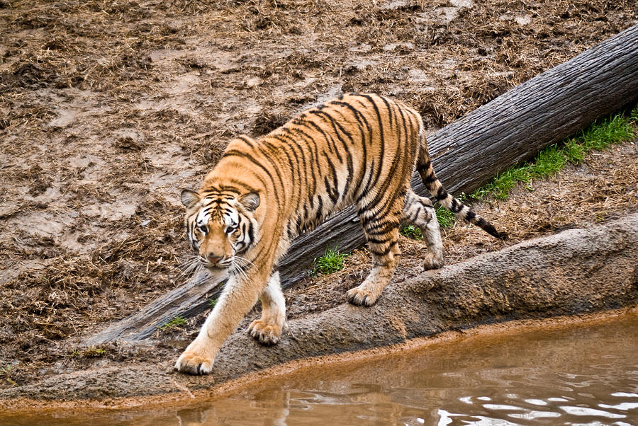 Stalking Tiger - Bengal Photograph by Douglas Barnett