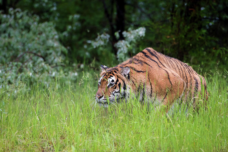 stalking tiger