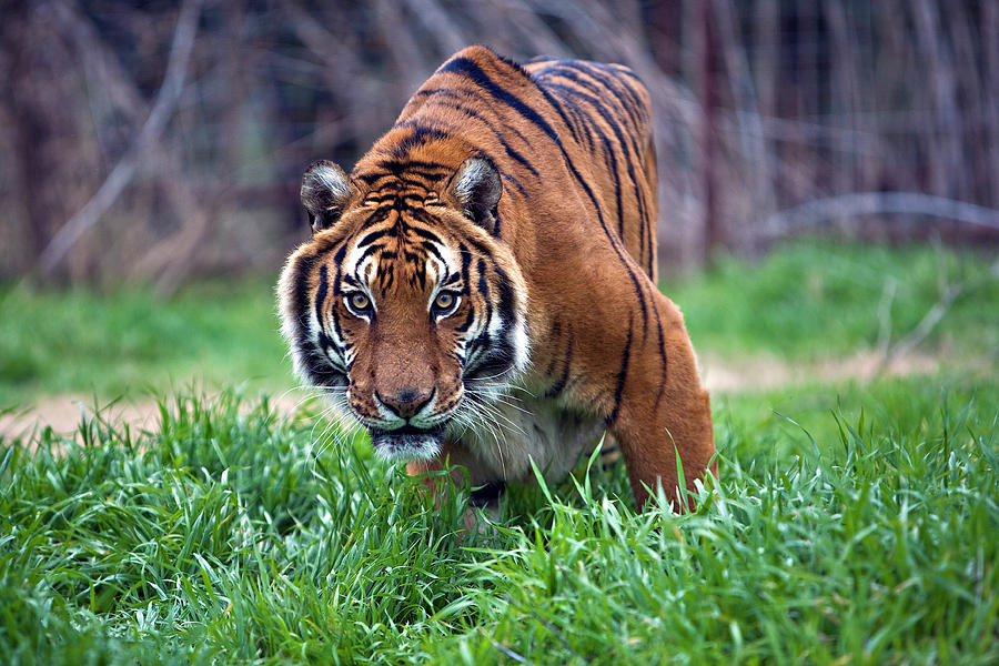 stalking tiger