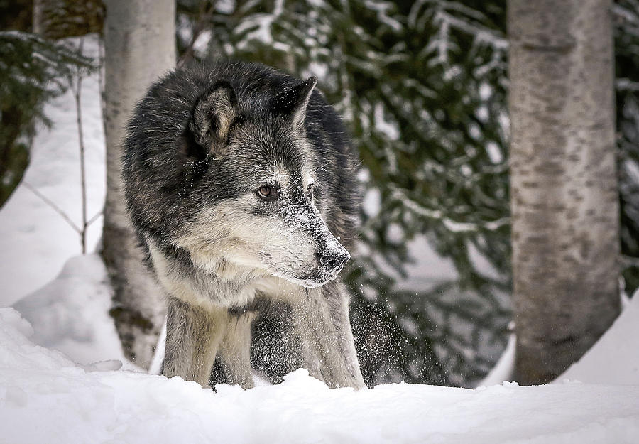 Stalking Wolf Photograph by Athena Mckinzie