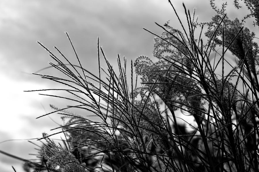Stalks in BW Photograph by Edward Myers