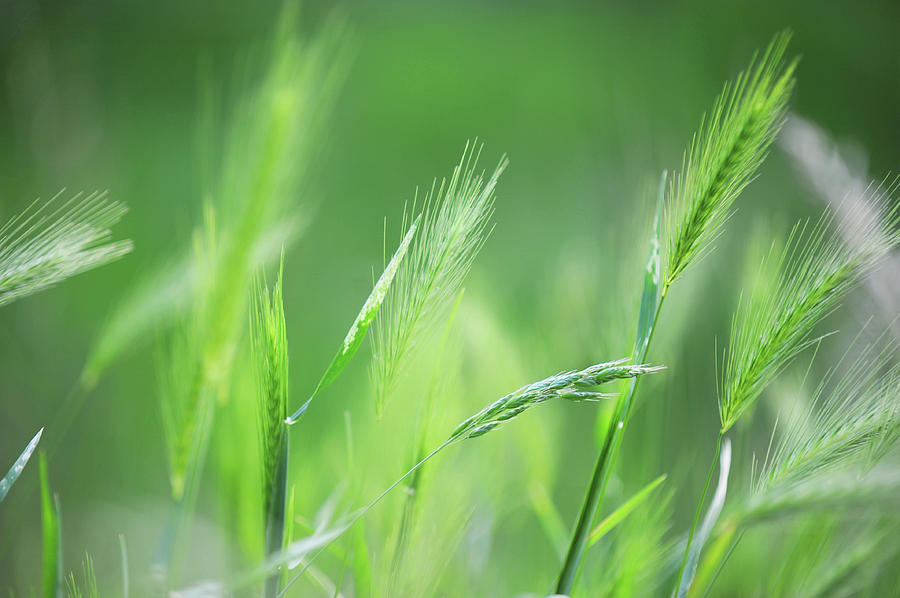 Summer Photograph - Stalks of Barley by Jenny Rainbow