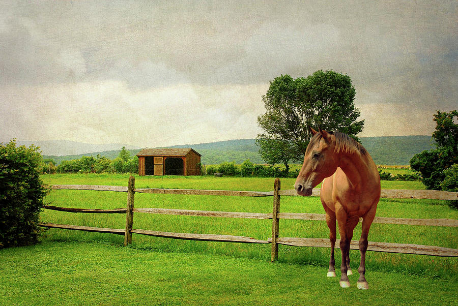 Stallion at Fence Photograph by Diana Angstadt