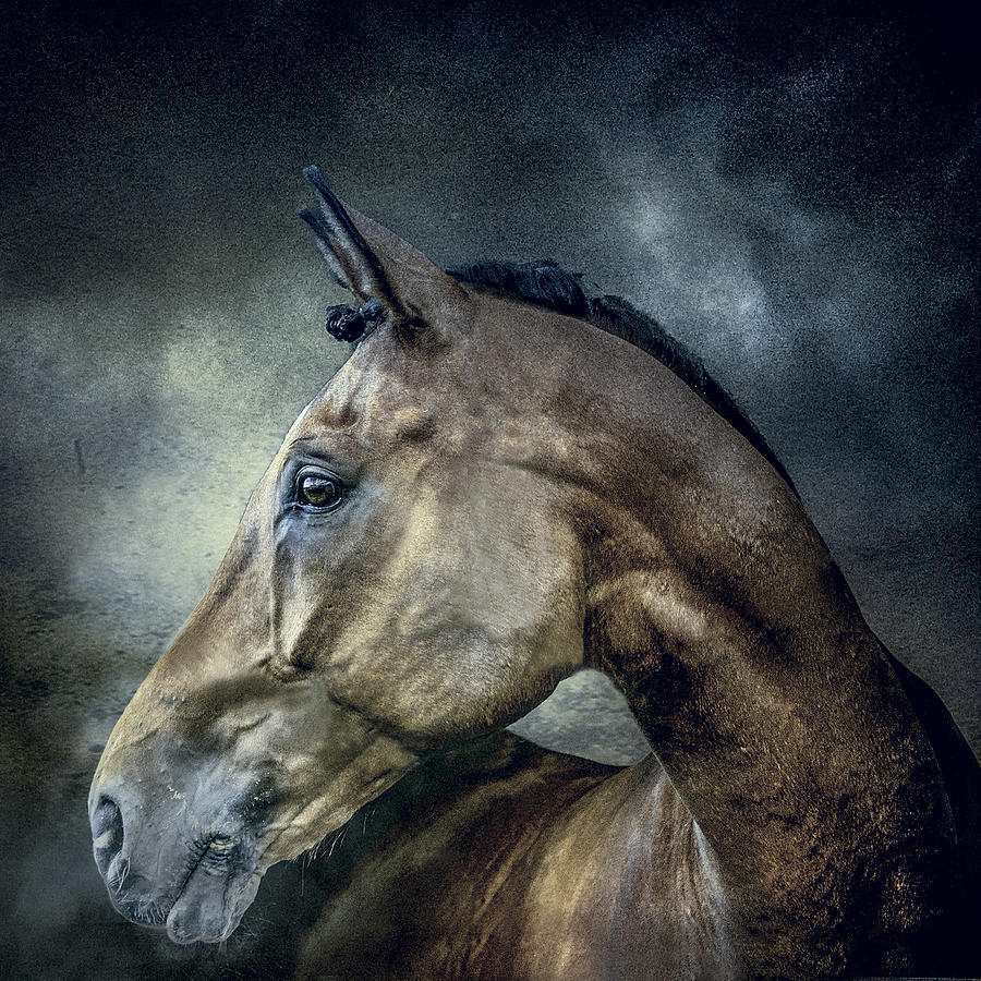 Stallion Photograph by Brian Tarr