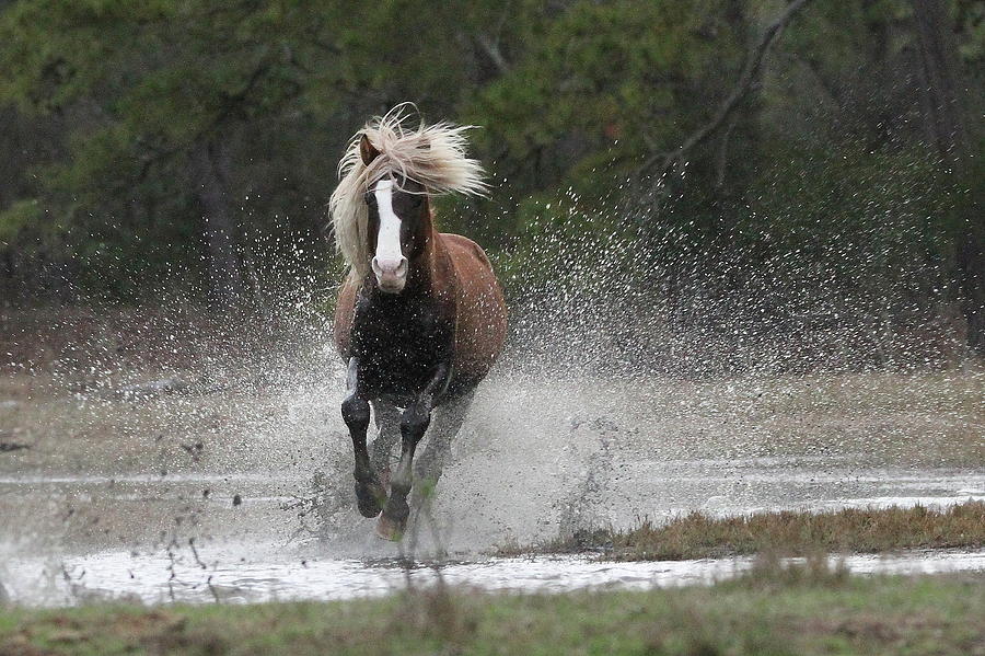 Horse Photograph - Stallion Coming In by Stacey Steinberg