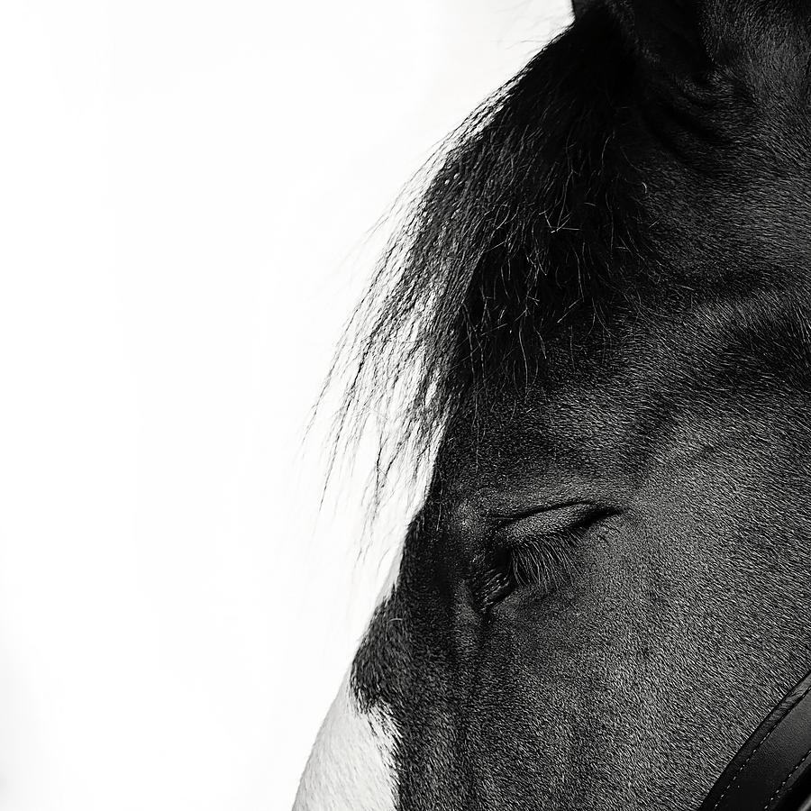 Stallion Photograph by Deborah Penland