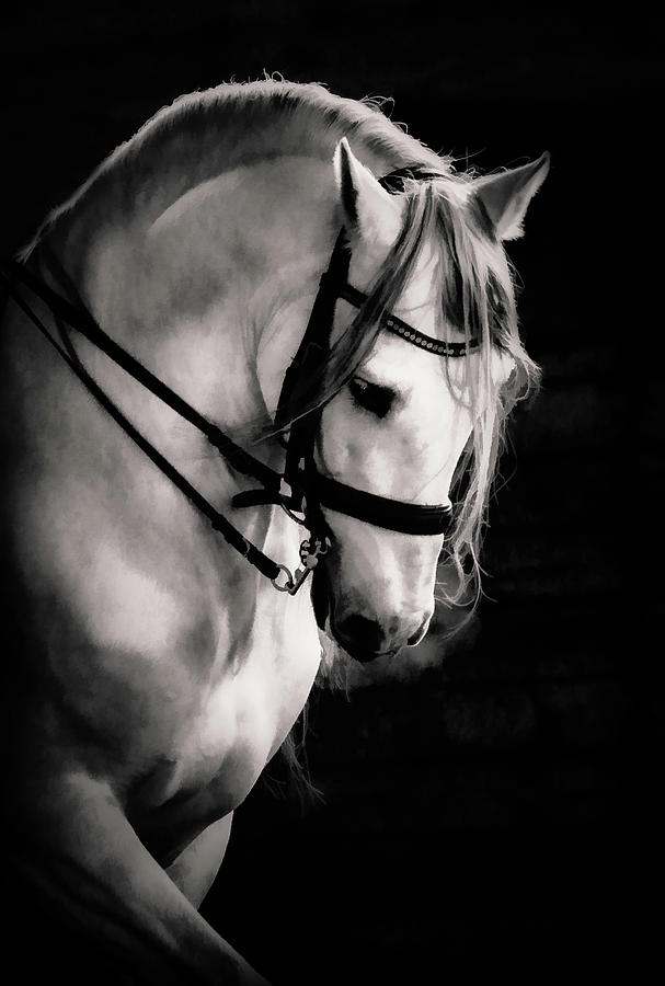 Stallion Encore Photograph by Athena Mckinzie