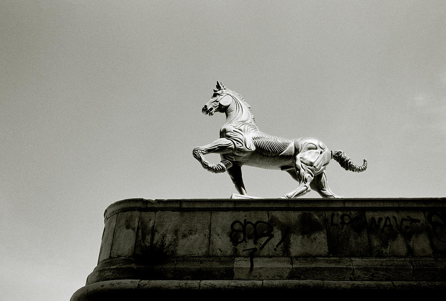 Stallion In Motion Photograph by Shaun Higson