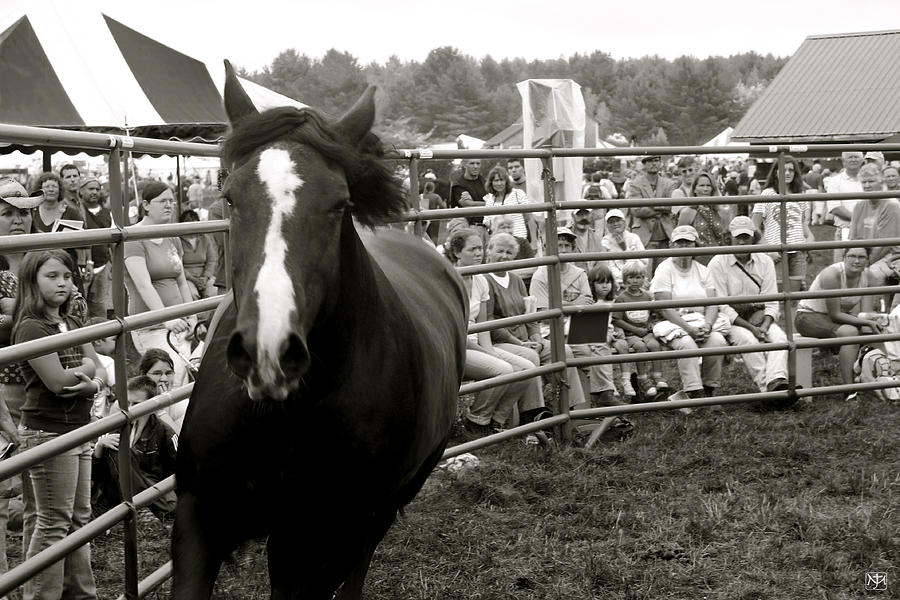 Stallion Photograph by John Meader