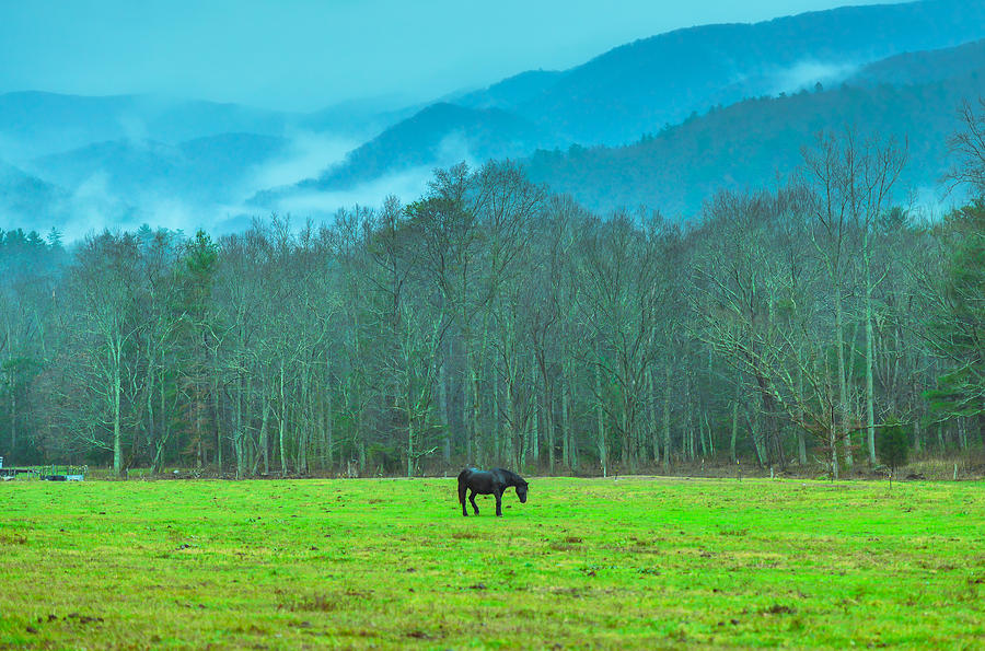 Stallion Of Smoky Mountains Photograph