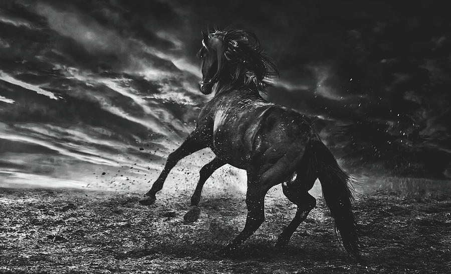 Stallion Photograph by Mountain Dreams