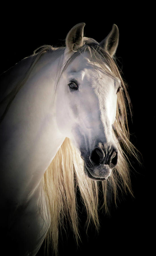 Stallion Portrait Photograph by Athena Mckinzie