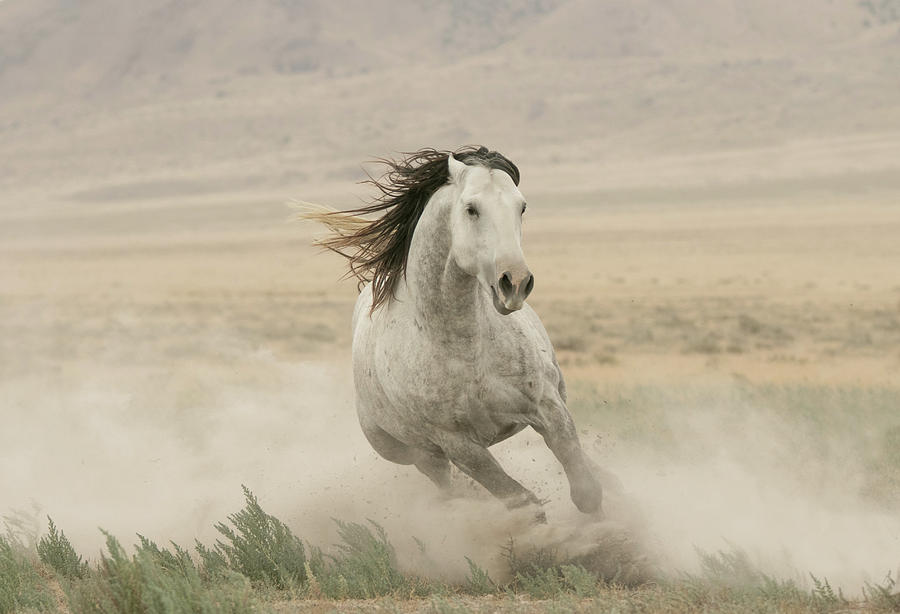 Stallion Power Photograph by Kent Keller