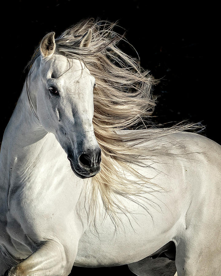 Stallion Strut Photograph
