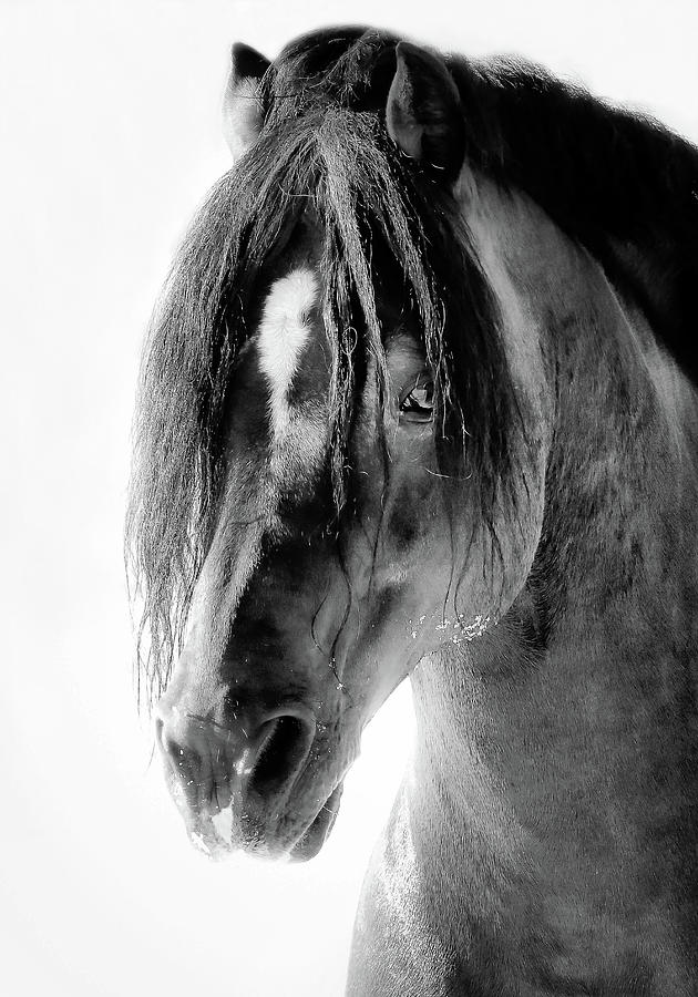 Stallion Stud Photograph by Athena Mckinzie