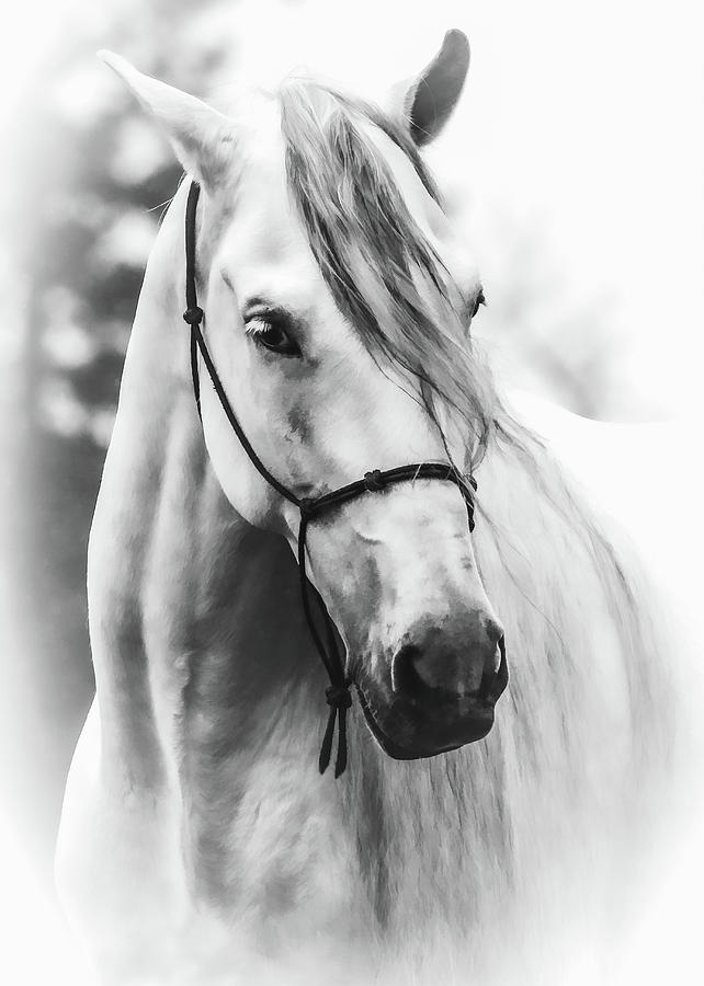 Stallion Stud BW Photograph by Athena Mckinzie