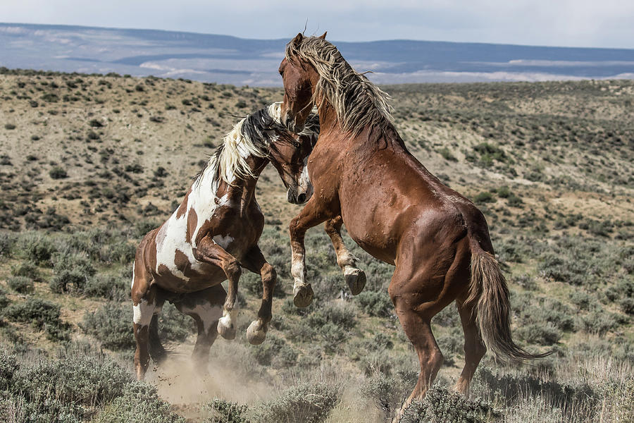 Stallions Battle Photograph by Dawn Key