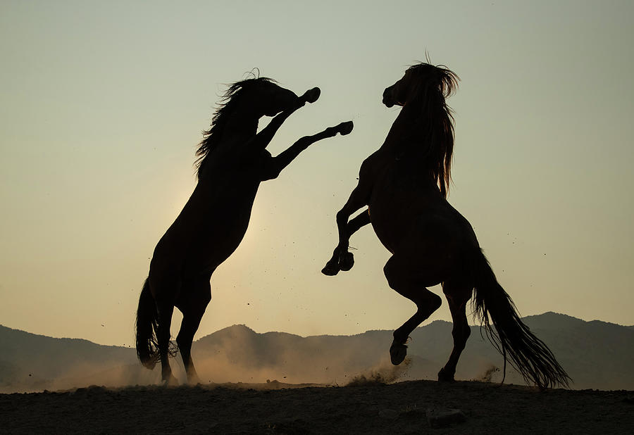Stallions Dance Photograph by Kent Keller