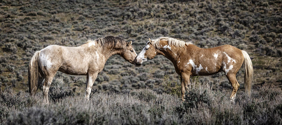 Stallions Sizing Up Each Other Photograph by Wes and Dotty Weber