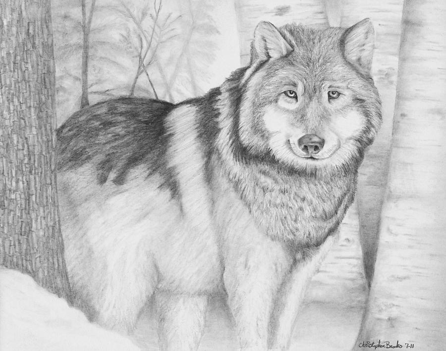 Stalwart Guardian Drawing by Christopher Brooks | Fine Art America