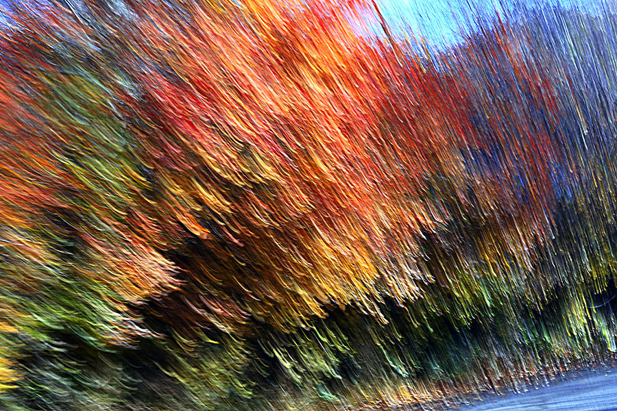 Fall Photograph - Stalwart by Robert Shahbazi