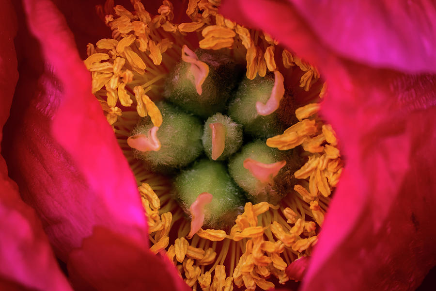 Stamen and Pistils Photograph by Jay Stockhaus