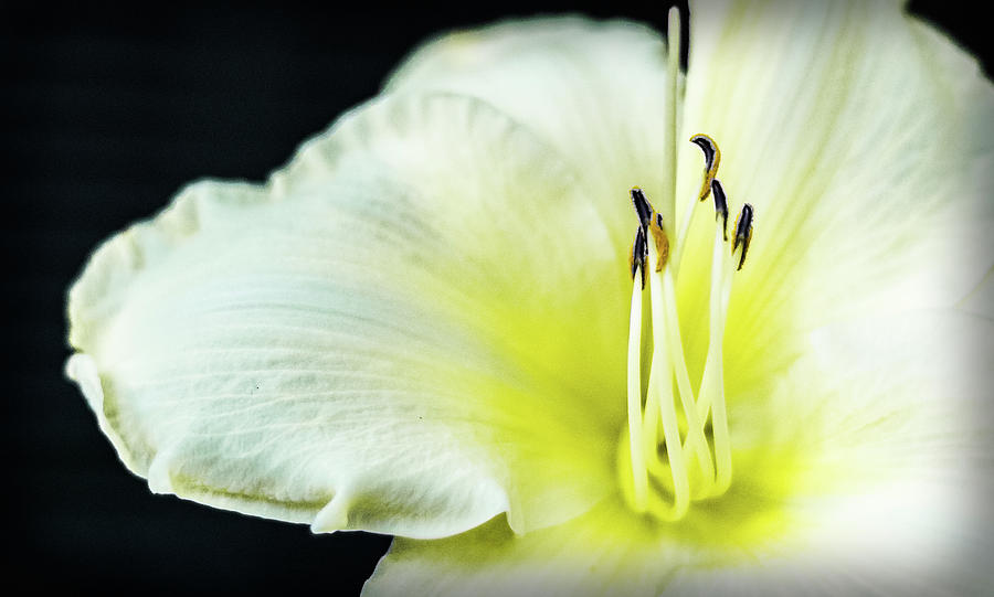 Stamen At Attention by Will Bailey Stamen At Attention by Will Bailey