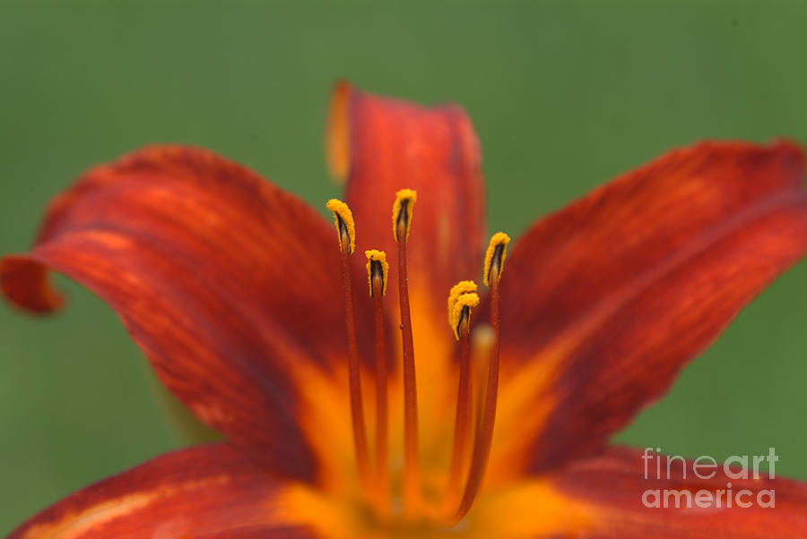 Stamen by J Bloomrosen Stamen by J Bloomrosen