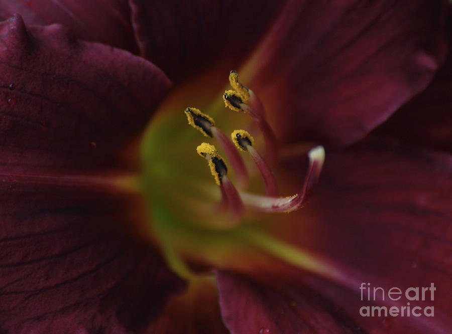 Stamen of Day Lily Photograph by Vivian Martin