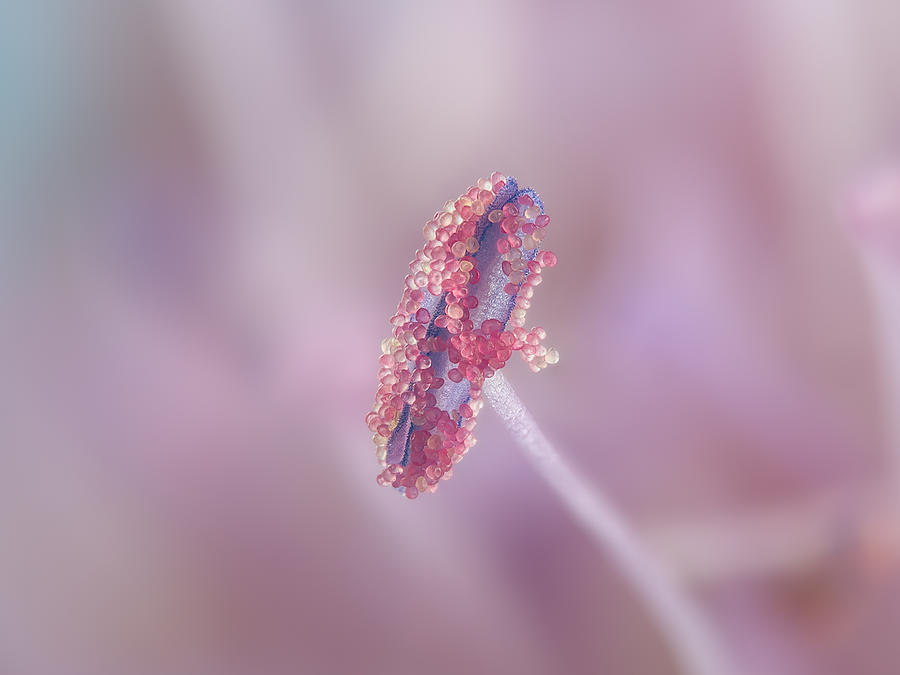 Stamen of Field Scabious with pollen grains Photograph by Alexey Kljatov