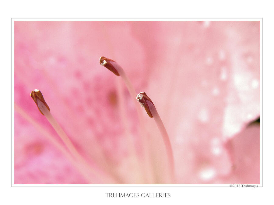 Stamen #1 Photograph by TruImages Photography