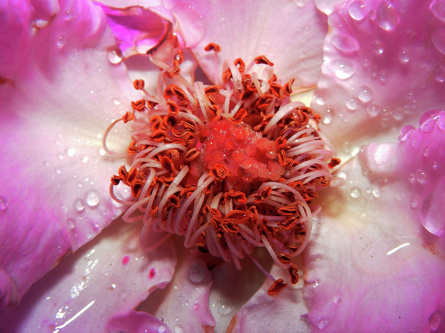 Rose Photograph - Stamen  by Wilma Stout
