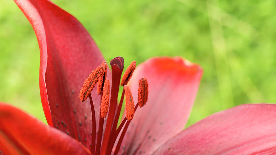  Stamens and Anther. Photograph by Elena Perelman