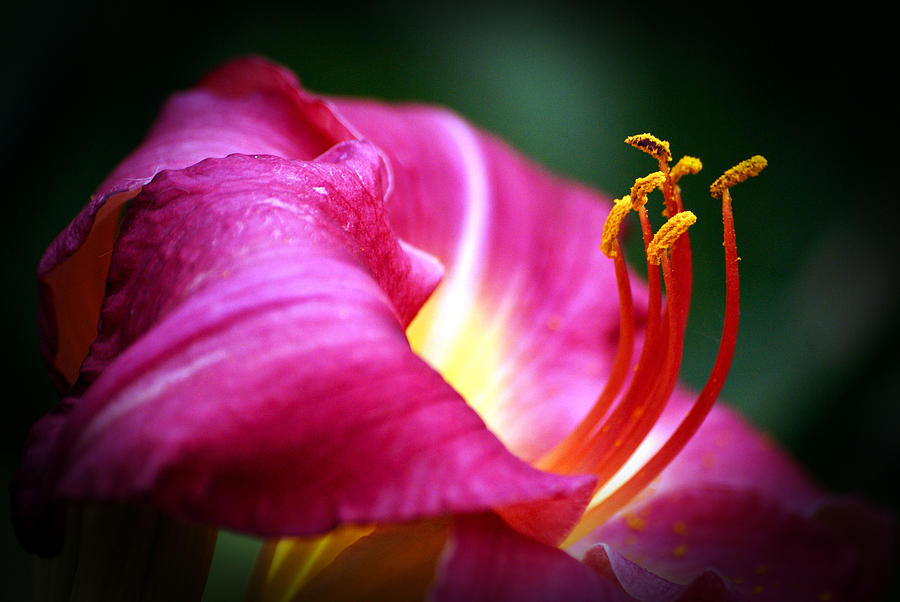 Stamens Photograph by Cameron Wood