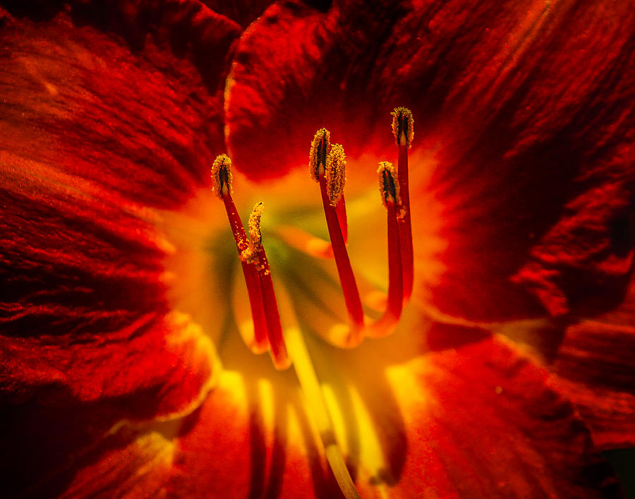 Stamens Photograph by Jim Painter