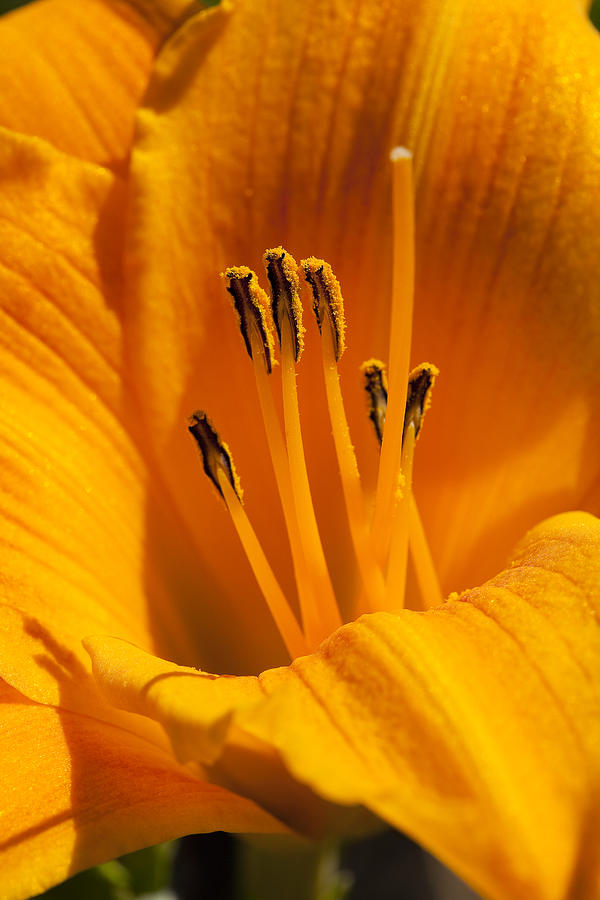 Flower Photograph - Stamens by Kelley King