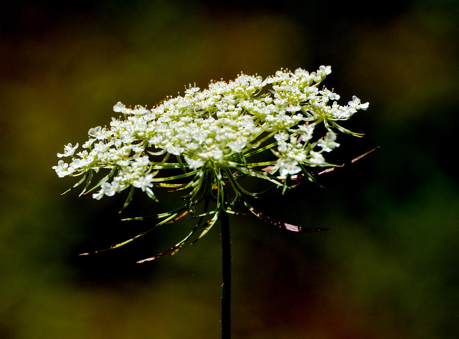 Stamens Of Queen Annes Lace 2  Photograph by Lyle Crump