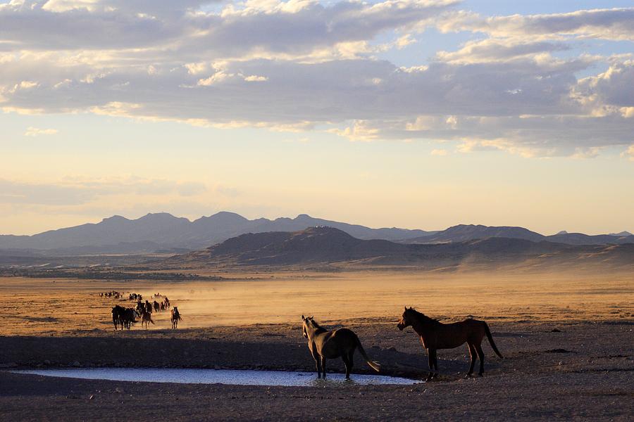 Mustang Photograph - Stampede by Gene Praag Mustang Photograph - Stampede by Gene Praag