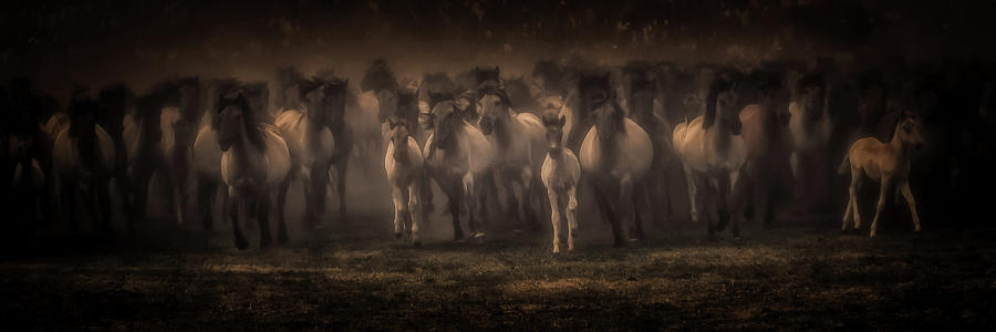 Stampede Photograph by Hans Zimmer