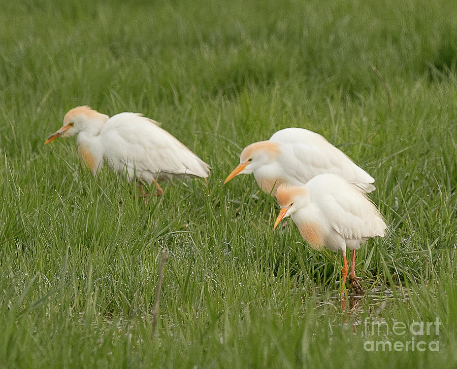 Stampede of Cattle Egrets Photograph by Dennis Hammer