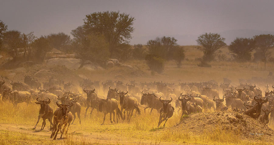 Wildlife Photograph - Stampede-Serengeti Plain by Tim Bryan