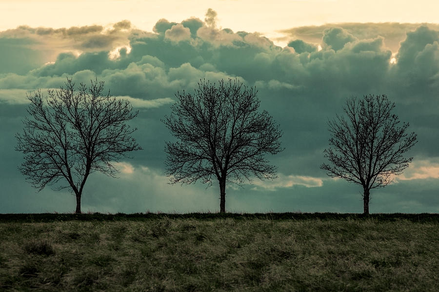 Tree Photograph - Stand Against the Storm by Todd Klassy