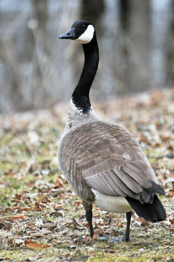 Stand Alone on guard Photograph by Ron Woolever - Fine Art America