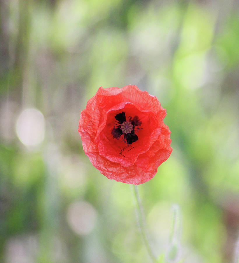 Nature Photograph - Stand Alone Poppy by Martin Newman