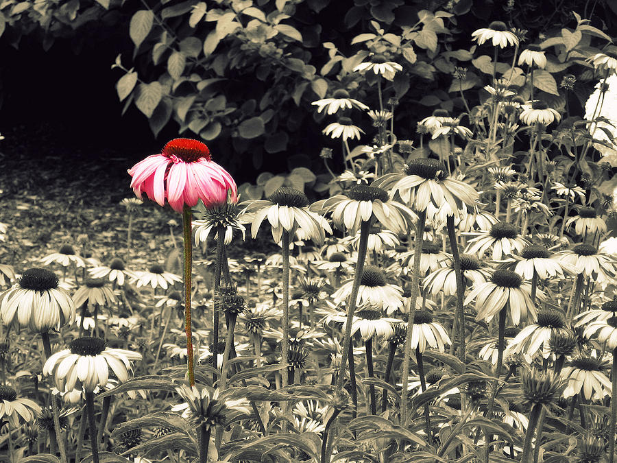 Flower Photograph - Stand Alone by Renae Sears