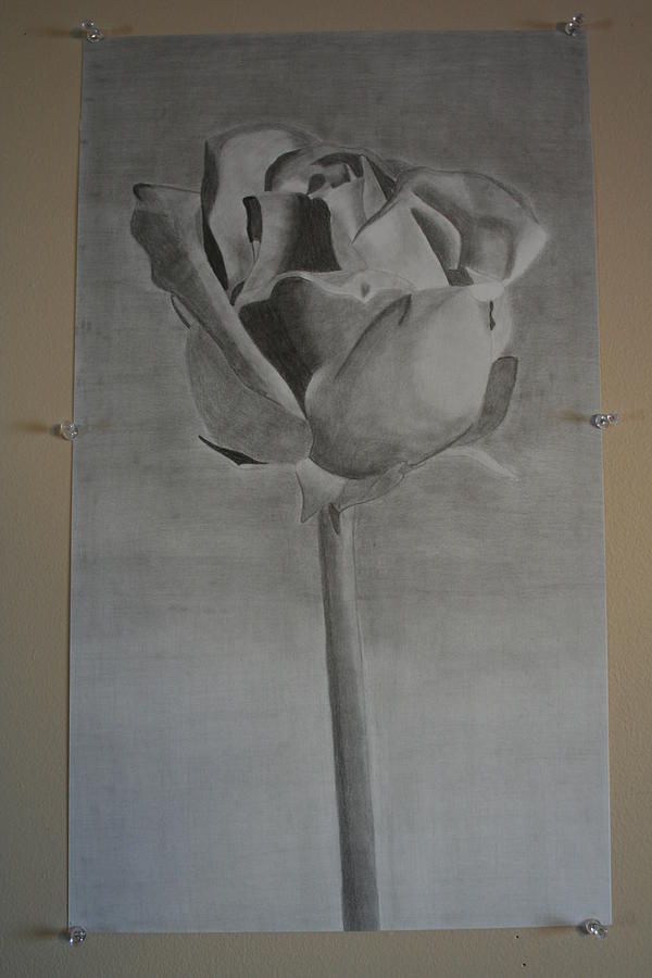 Rose Drawing - Stand Alone Rose by Brandy LeBlue