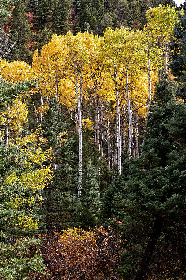 Stand of Aspen Photograph by Robert Woodward