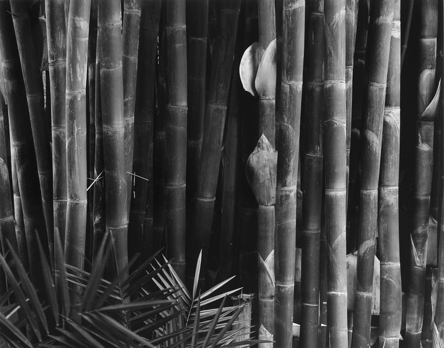 Stand of Bamboo Photograph by John Gilroy