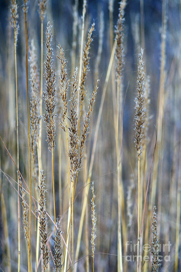 Stand of Grass 9705 Photograph by Ken DePue